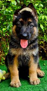 GERMAN SHEPHERD PUPPIES F123 🐻 Female