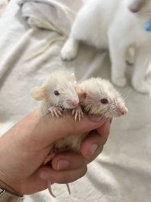 Baby Dumbo Rats