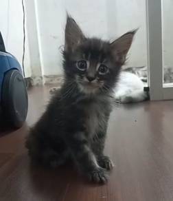 Mainecoon
