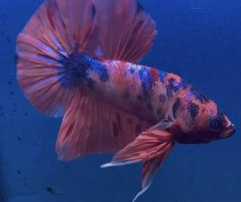 betta fish