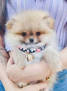 Pomeranian