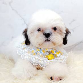 Shih Tzu