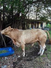 lembu charolais jantan