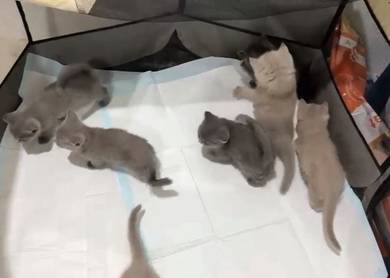 British shorthair 