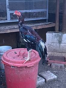 Ayam bangkok klasik
