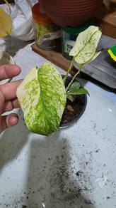 Monstera White Tiger