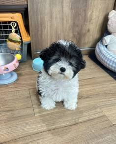 POODLE PUPPIES I160🌻 Tiny-Tea cup Import