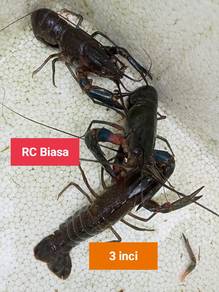 lobster air tawar ( rc)