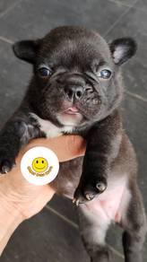 GQQ2009 French Bulldog black cute puppy