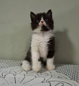 exotic mix black and white kitten