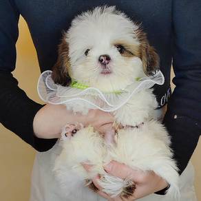 Shih Tzu