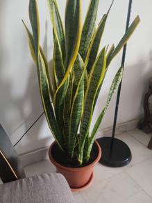 snake plant 