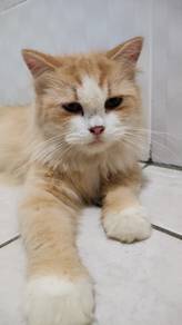 Doll Face Persian Cat