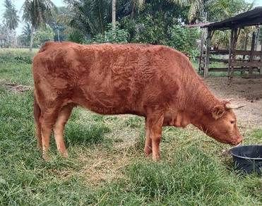 Lembu Limosin Buting
