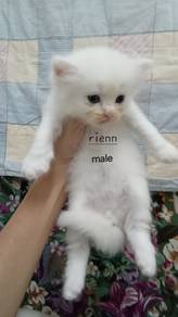 jantan dlh 1bln<