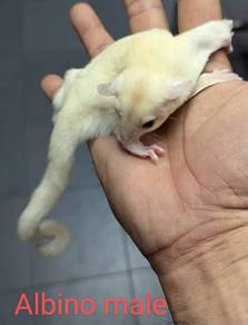 Sugar Glider manja dan jinak
