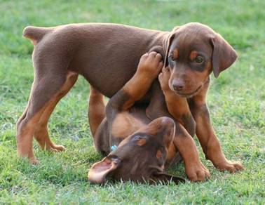 DD3339 Doberman red tan haired #MKA