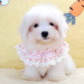 Maltese