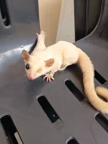 Sugar glider leucistic betina