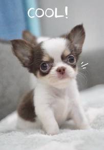 CHIHUAHUA PUPPIES VIP250🌷Head Apple Cute Dog