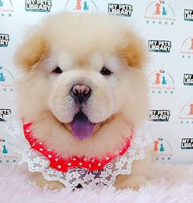 Chow Chow