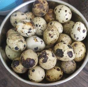 telur burung puyu 