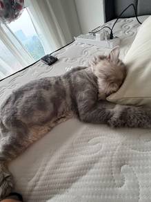 semi flat persian cat nose (read description)