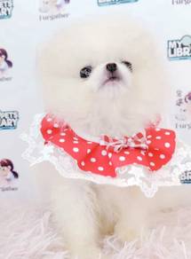 Pomeranian