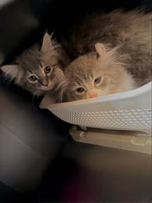 American Curl (Kitten)