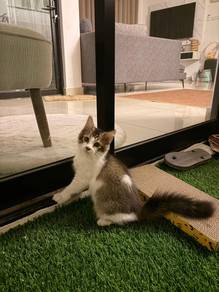 kucing