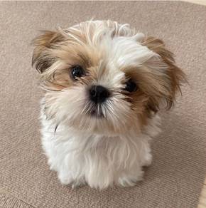 Sniffle-nose Shih Tzu / Shihpoo / Cute / Tricolor