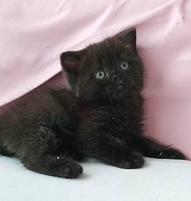 bsh kitten British shorthair British short hair
