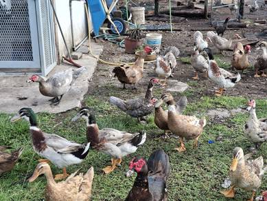 Itik mallard matang