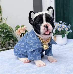 FRENCH BULLDOG PUPPIES 🌻VIP110 Panda Boy