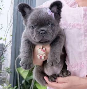 FRENCH BULLDOG PUPPIES 🌻VIP160 Long Fur / Girl