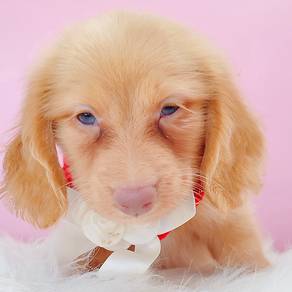 Dachshund