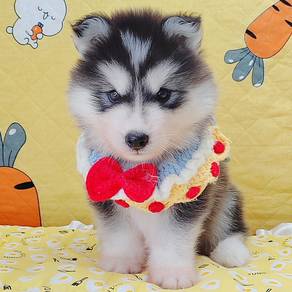 Husky