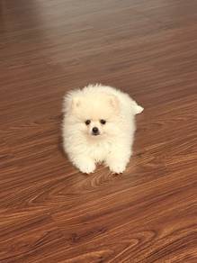 Teacup Pomeranian (male)