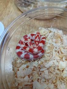 Corn Snake Promosi 