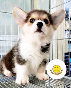 H-2332 Pembroke Welsh Corgi tri color haired