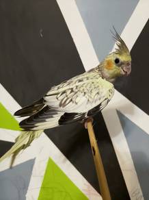 pearl cocketail bird
