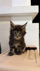 Mainecoon Kitten