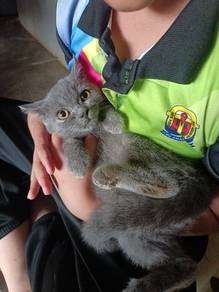 bsh male