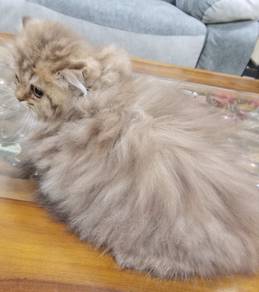 kucing parsi