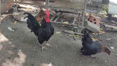 ayam katik 