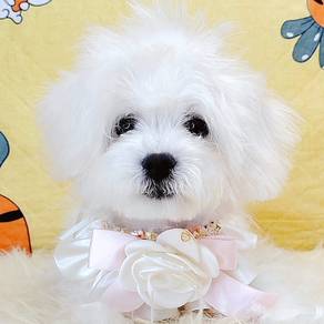 Maltese