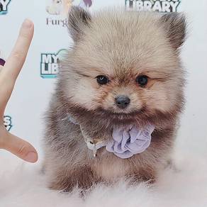 Pomeranain