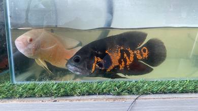 ikan oscar boleh add on aquarium sekli