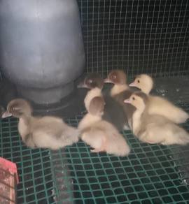 Anak Serati