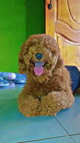 reddish brown poodle
